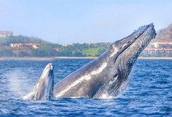 Whale Watching Tours Puerto Vallarta